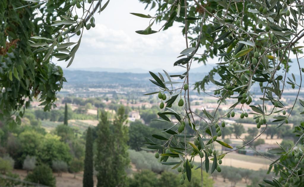 B&B Cantico Delle Creature Assisi Exterior photo